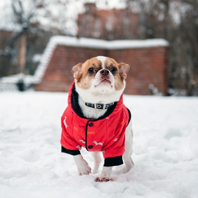 Зимний комбинезон куртка для маленьких собак Terry красный L-4