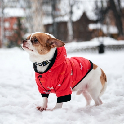 Зимний комбинезон куртка для маленьких собак Terry красный L-3