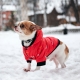 Зимний комбинезон куртка для маленьких собак Terry красный L